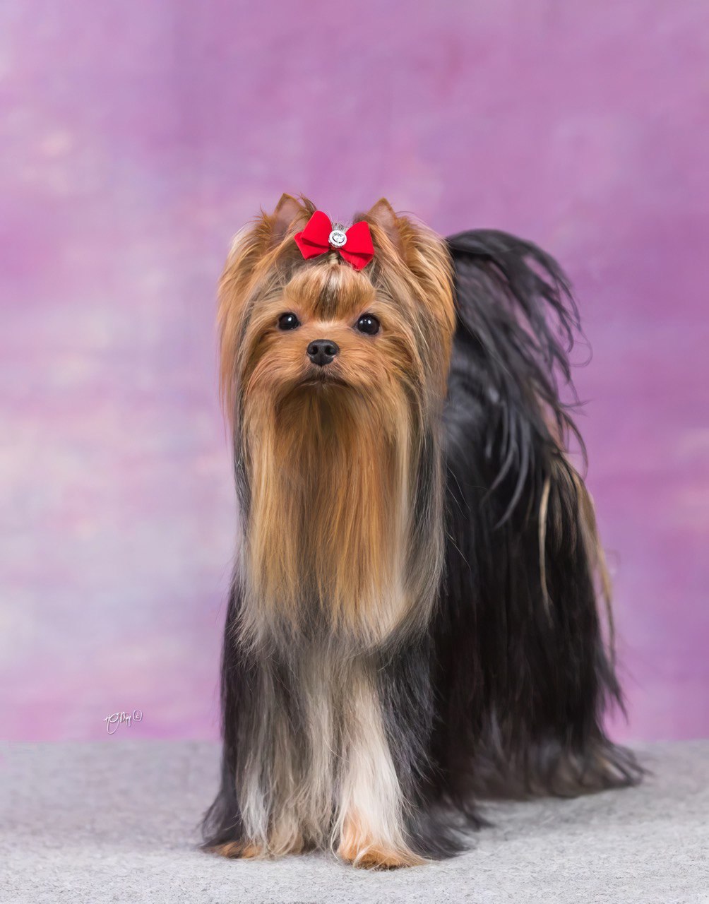 Йоркширский терьер