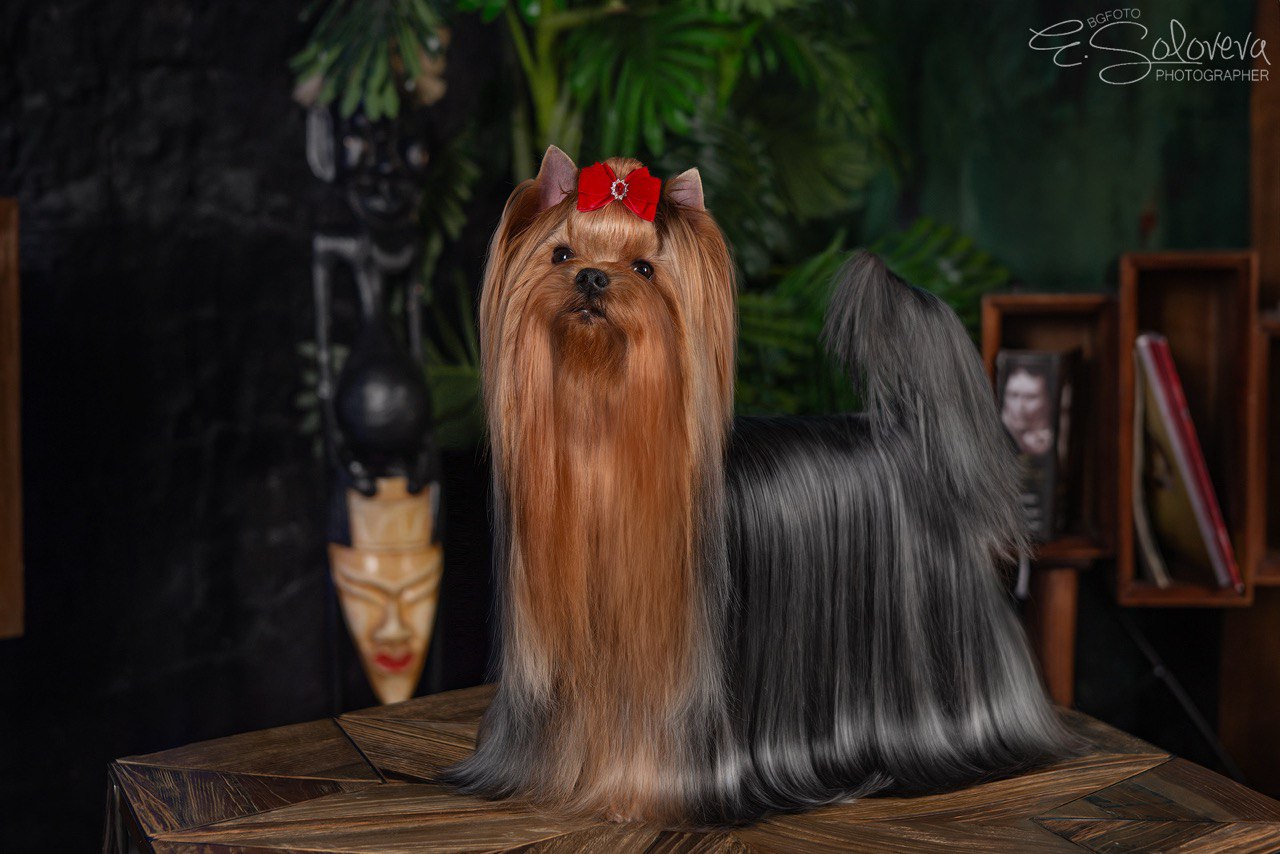 MY SIMURAN GAEA ARIA