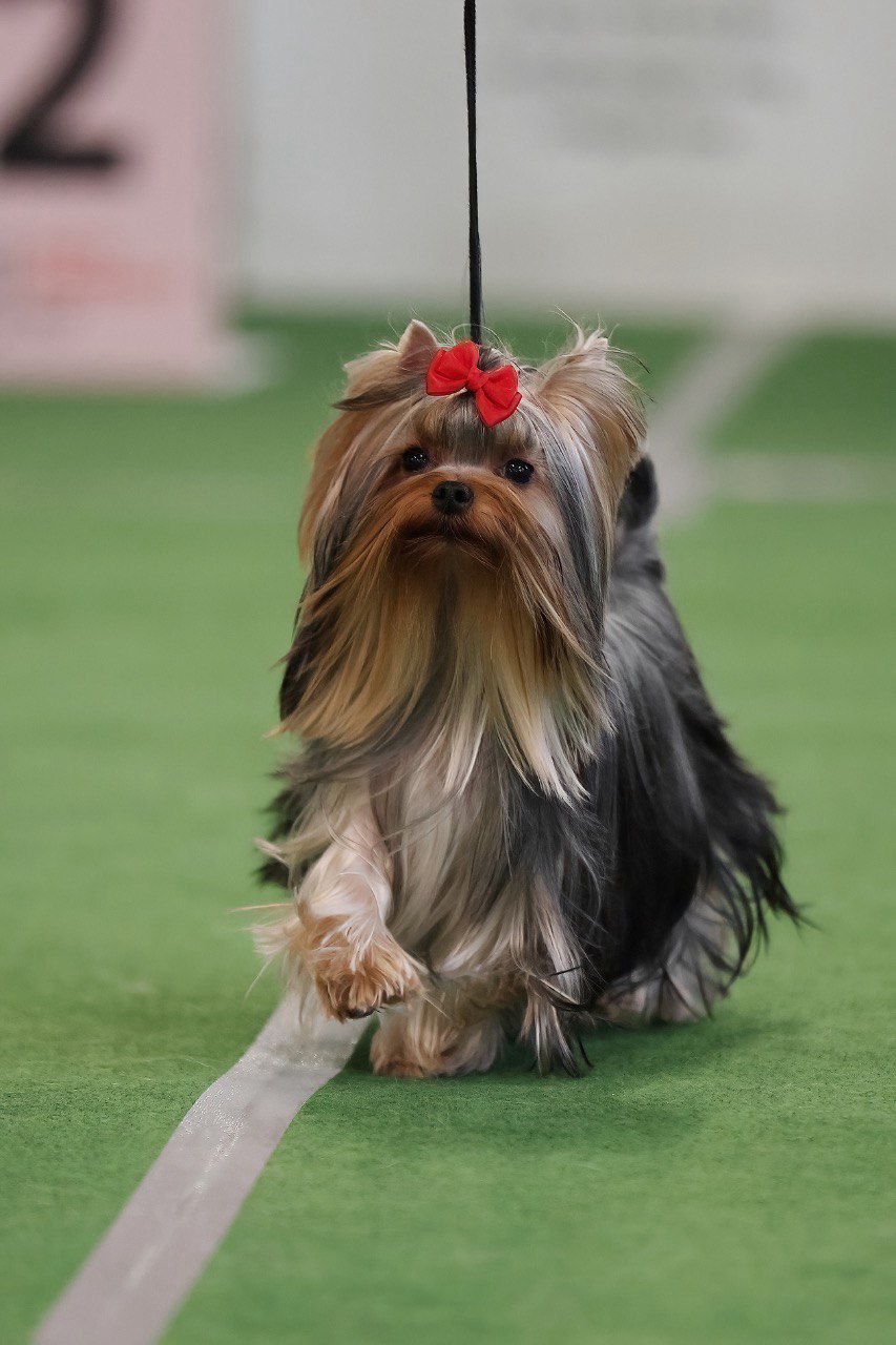 Soft Light Aurora Polaris