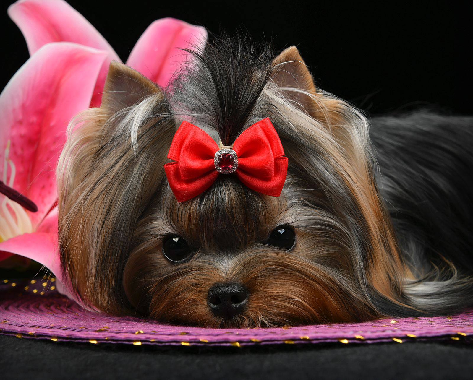 Йоркширский терьер