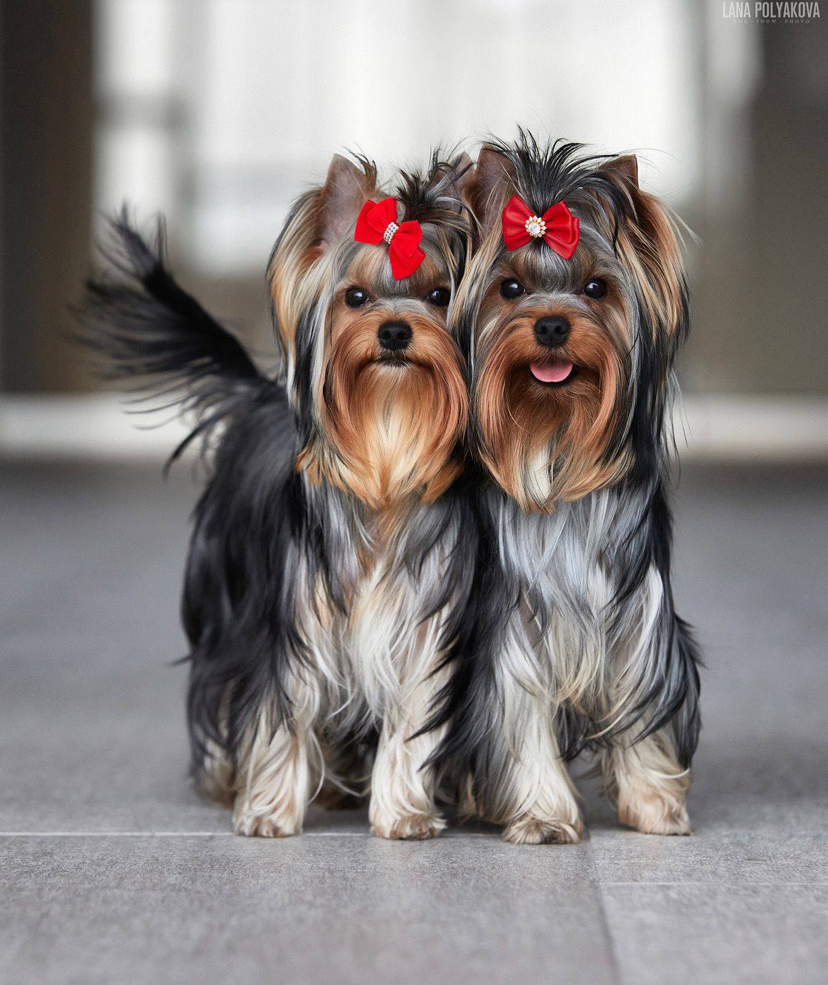 Йоркширский терьер