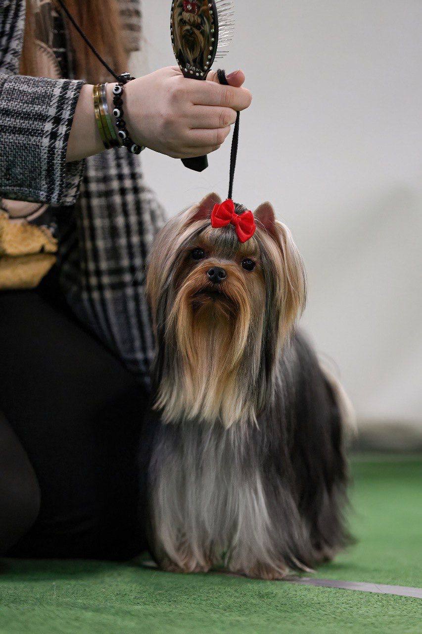 Йоркширский терьер