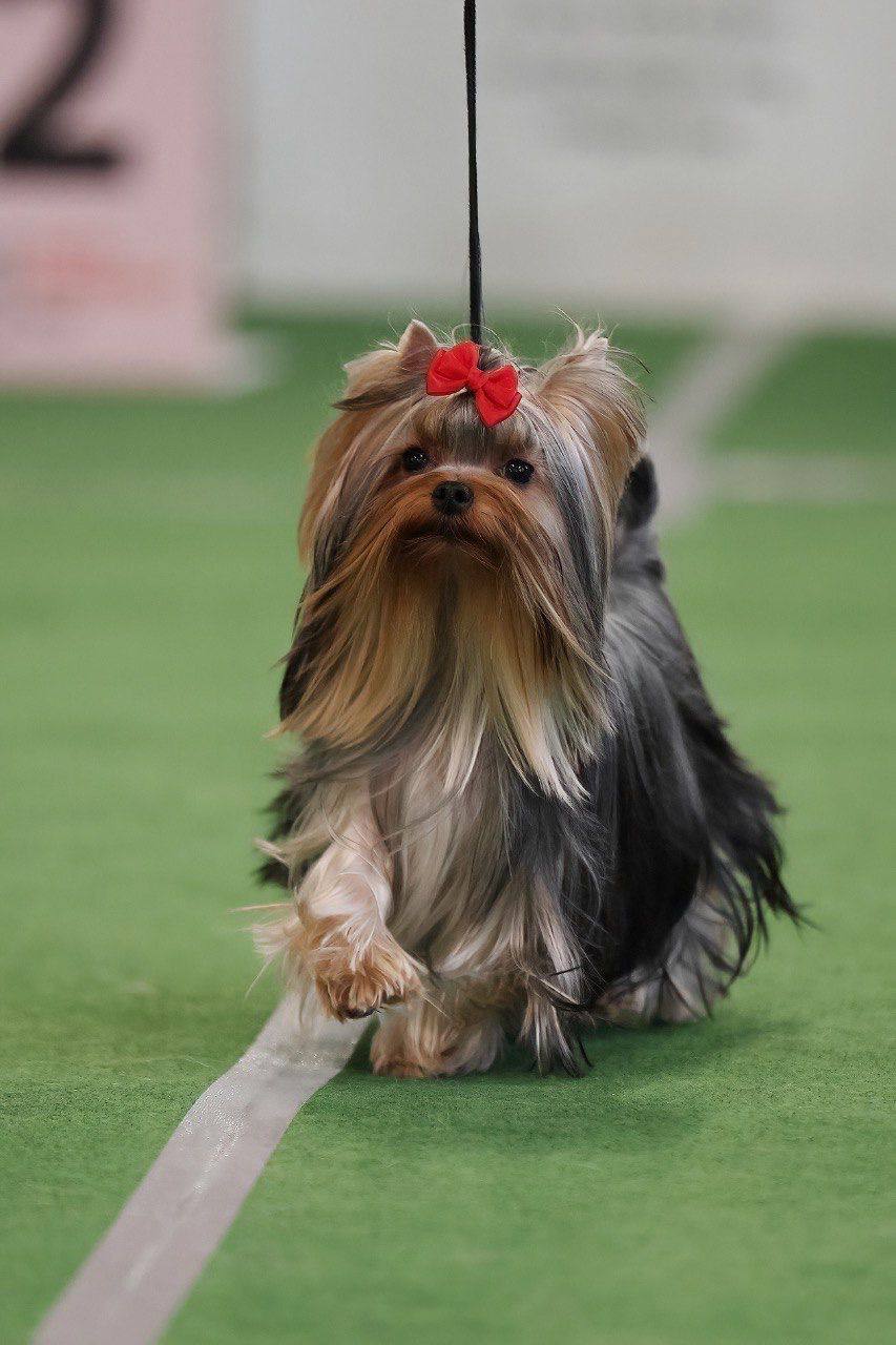 Йоркширский терьер